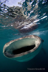 Hungry Whaleshark, La Paz, Baja California by Vincent Kneefel 
